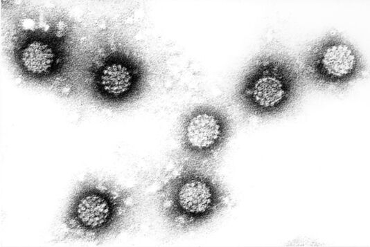 Papillomavirus humain
