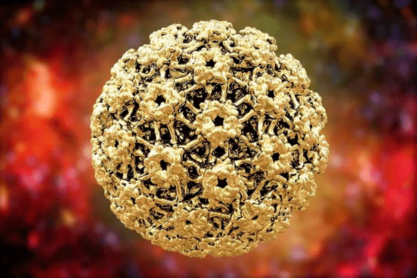 Papillomavirus humain