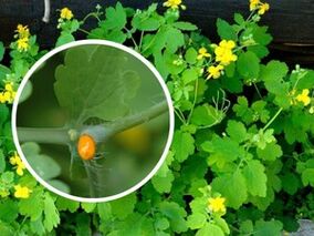 jus d'herbe de chélidoine pour le traitement des verrues plantaires